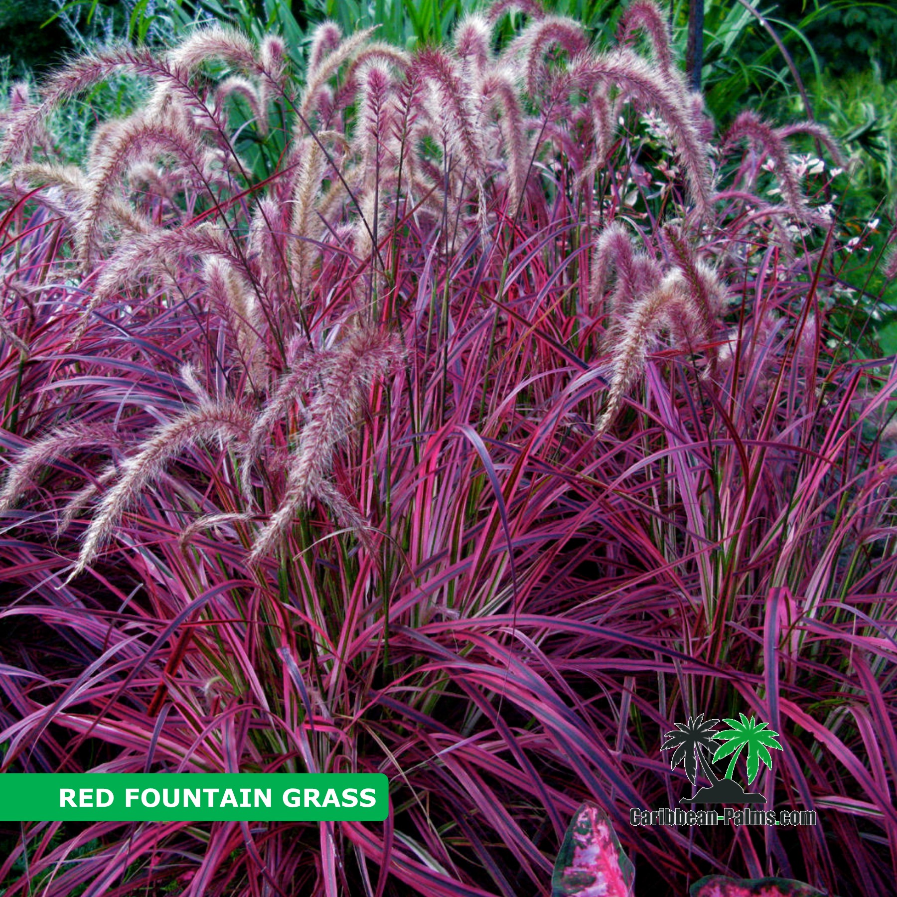 RED FOUNTAIN GRASS